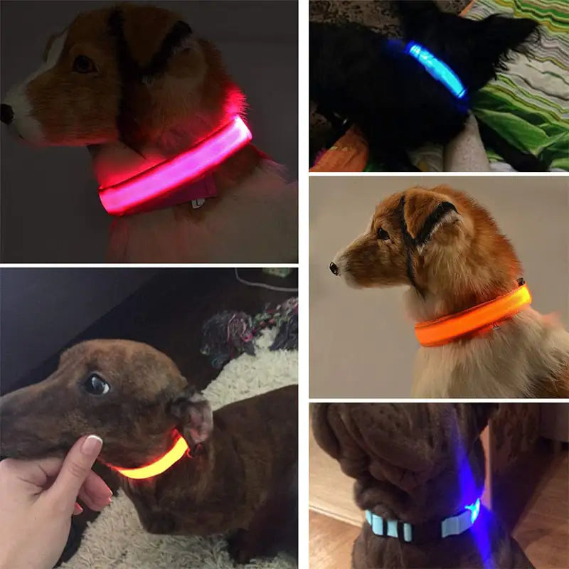 LED Dog Collar - Safety And Visibility For Night Walks